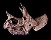 View the Dinosaur Institute Collections