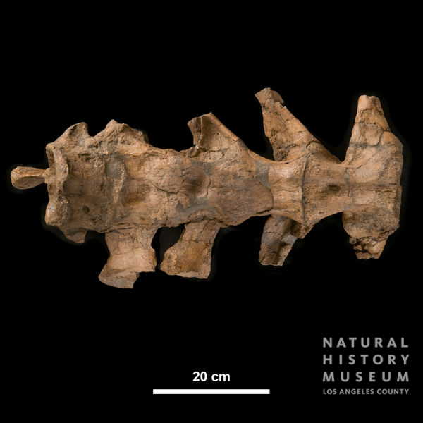 Triceratops prorsus: sacrum