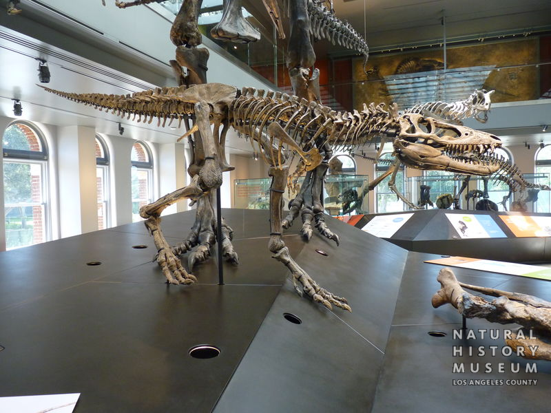 Tyrannosaurus rex: juvenile skeleton