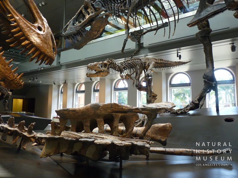 Tyrannosaurus rex: juvenile skeleton