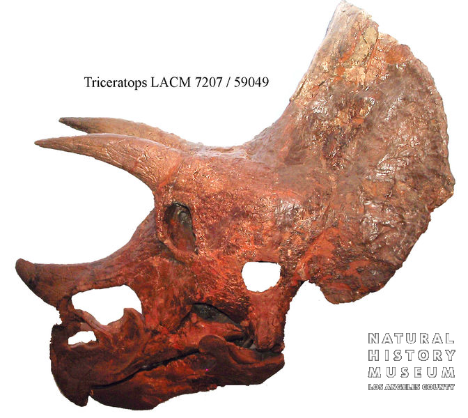 Triceratops prorsus: cranial + postcranial