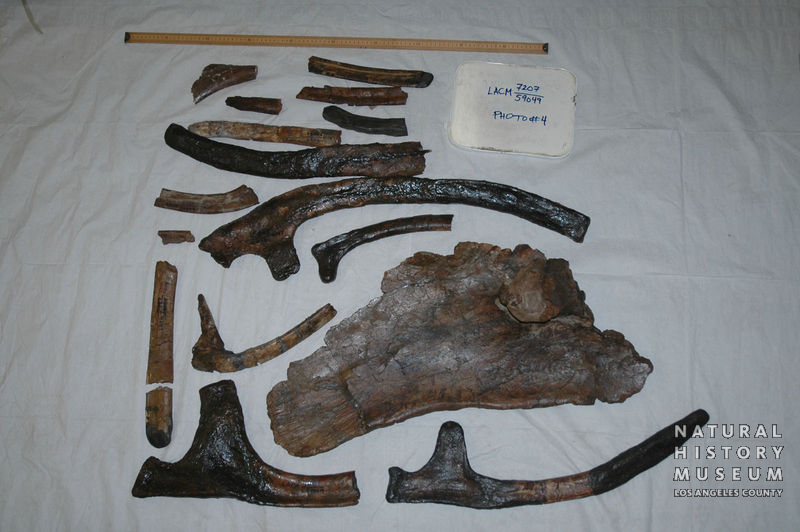 Triceratops prorsus: cranial + postcranial