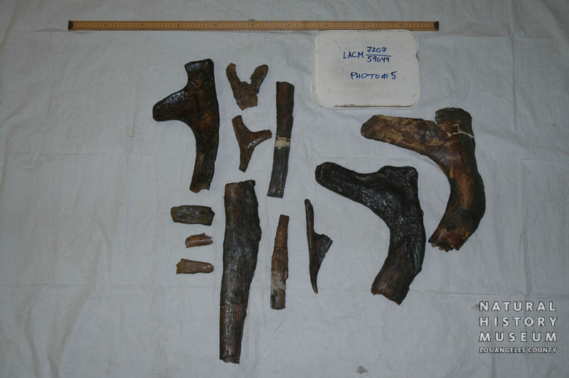 Triceratops prorsus: cranial + postcranial