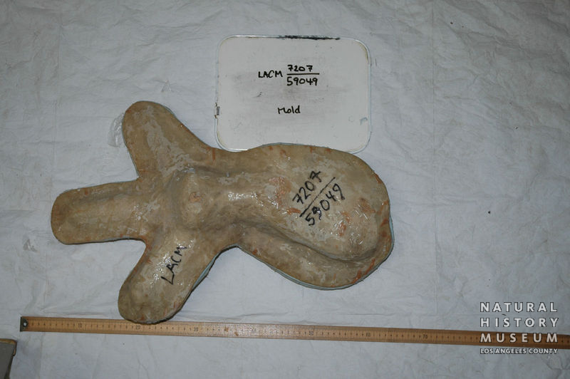 Triceratops prorsus: cranial + postcranial