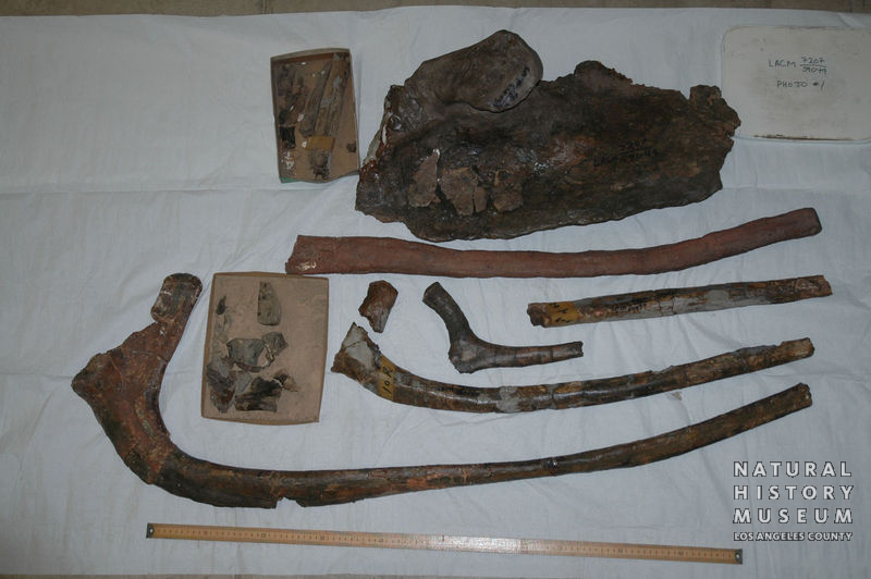 Triceratops prorsus: cranial + postcranial