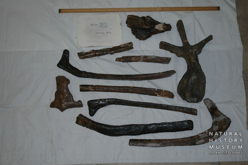 Triceratops prorsus: cranial + postcranial