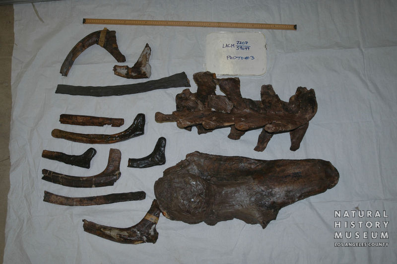 Triceratops prorsus: cranial + postcranial
