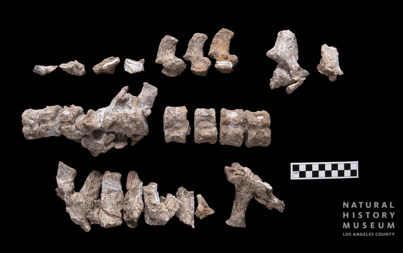 Morenosaurus stocki: cervical vertebrae