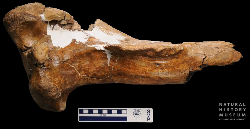 Tyrannosaurus rex tibia proximal