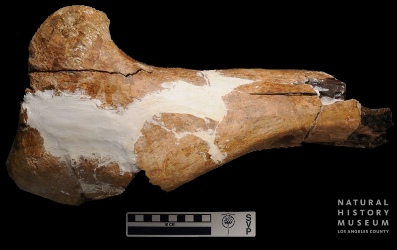 Tyrannosaurus rex tibia proximal