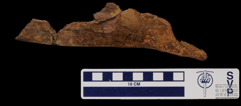 Tyrannosaurus rex splenial