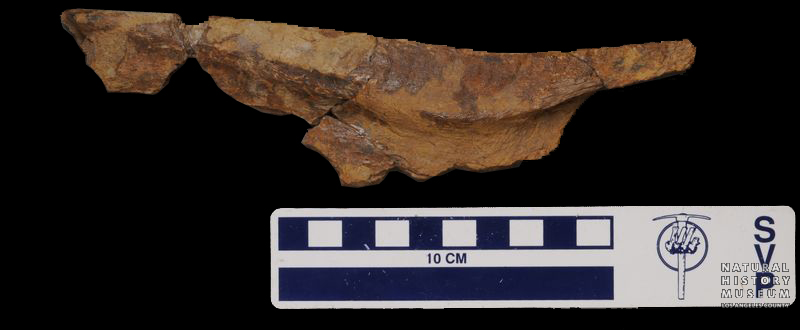 Tyrannosaurus rex splenial