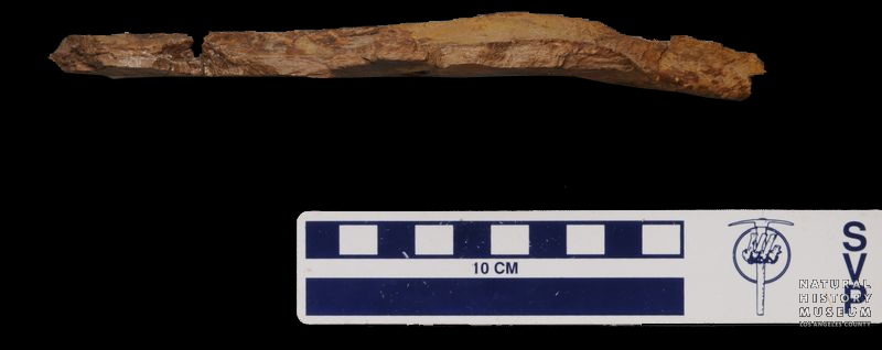 Tyrannosaurus rex splenial