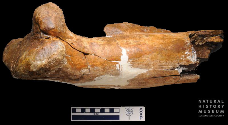 Tyrannosaurus rex tibia proximal