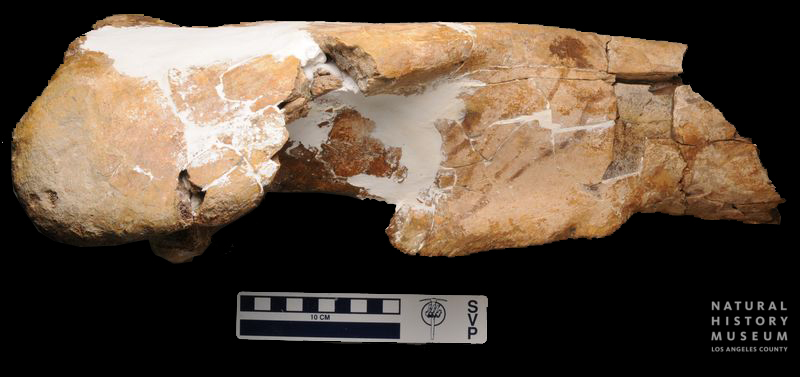 Tyrannosaurus rex tibia proximal