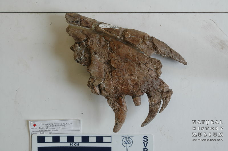 Tyrannosaurus rex: maxilia