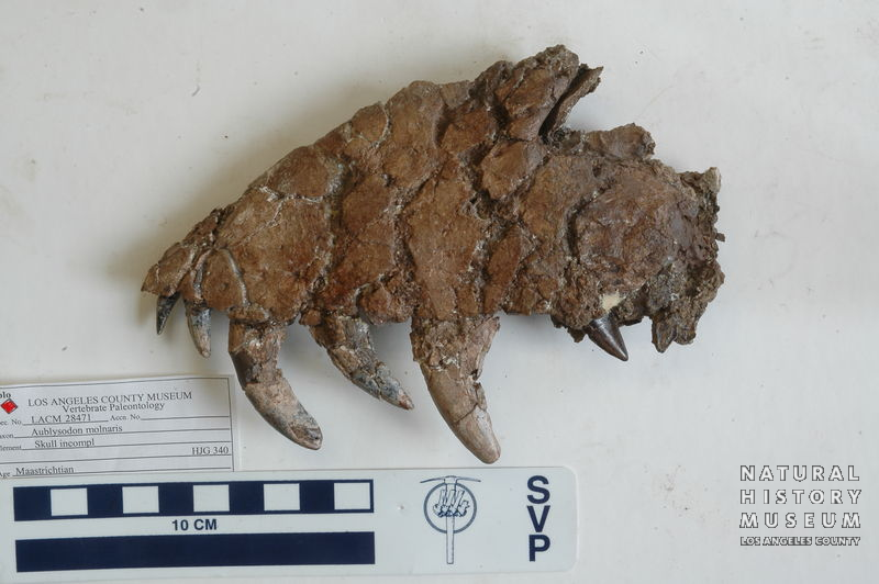 Tyrannosaurus rex: juvenile, maxilia