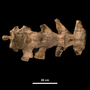Triceratops prorsus: sacrum