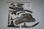 Triceratops prorsus: cranial + postcranial