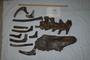 Triceratops prorsus: cranial + postcranial