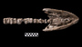 Morenosaurus stocki: skull: ventral