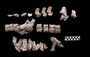 Morenosaurus stocki: cervical vertebrae