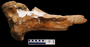 Tyrannosaurus rex tibia proximal