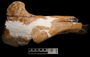 Tyrannosaurus rex tibia proximal