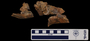 Tyrannosaurus rex quatrojugal fragments
