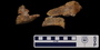 Tyrannosaurus rex quatrojugal fragments