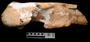 Tyrannosaurus rex tibia proximal