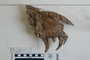 Tyrannosaurus rex: maxilia
