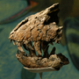 T. rex: premaxilla