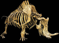 View the Vertebrate Paleontology Collections