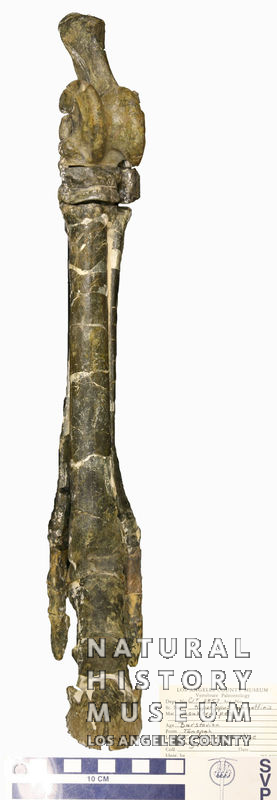 Vertebrate Paleontology Collections Image Display | NHM